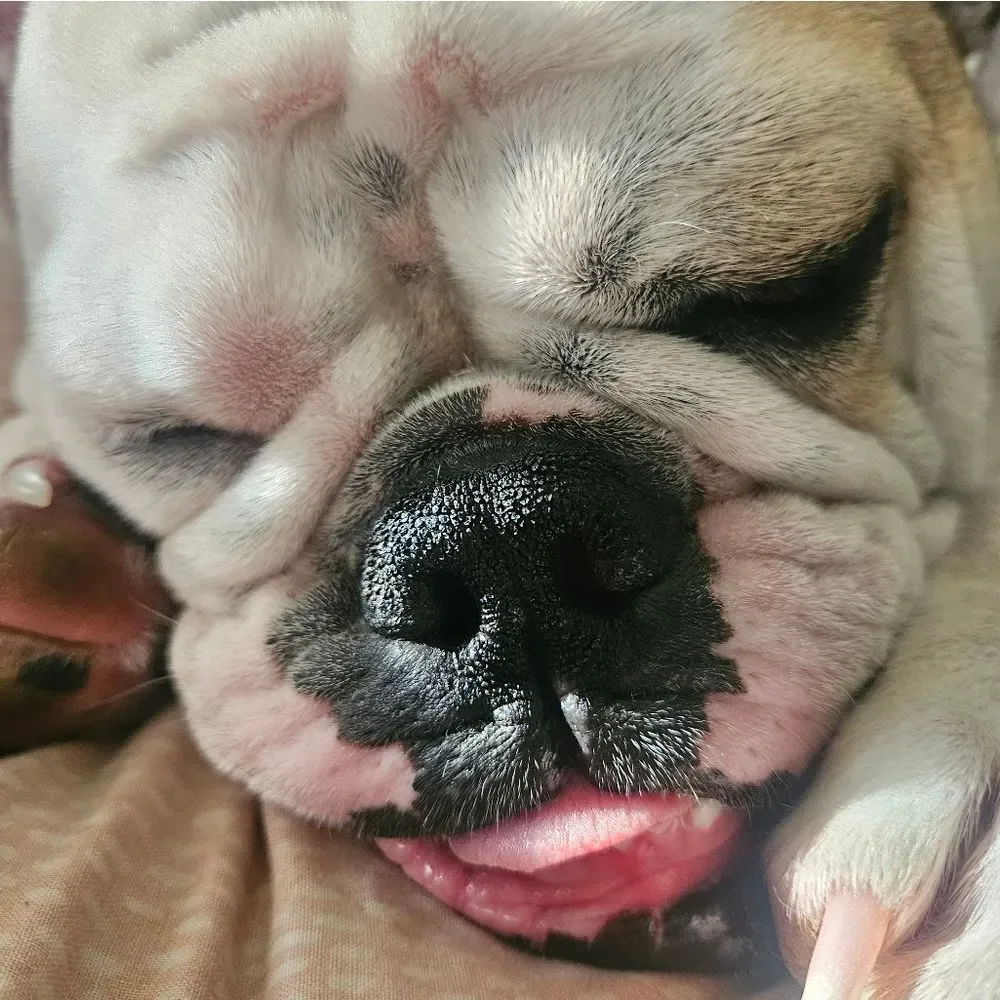 All Natural Nose Butter for Dogs - .85 oz